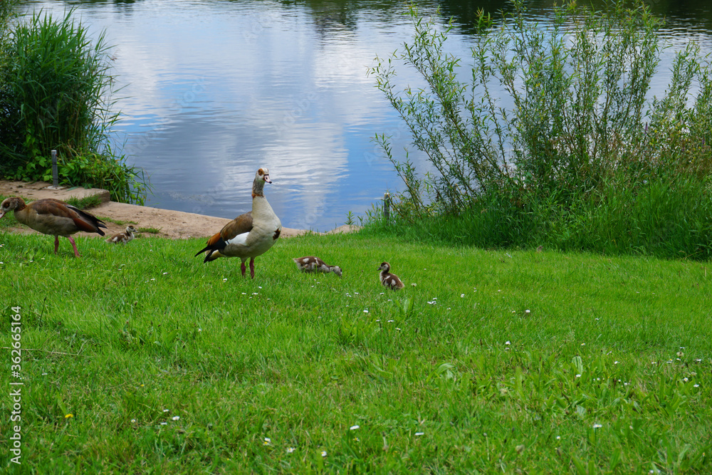 Eine Nilsgans Familie auf einer Wiese am Ufer der Mosel Eine Nilsgans Familie auf einer Wiese am Ufer der Mosel