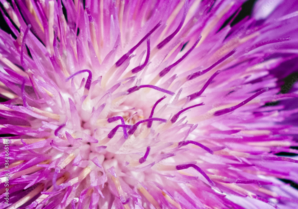 flowers cornflower meadow macro photo beautiful petals flowers cornflower meadow macro photo beautiful petals