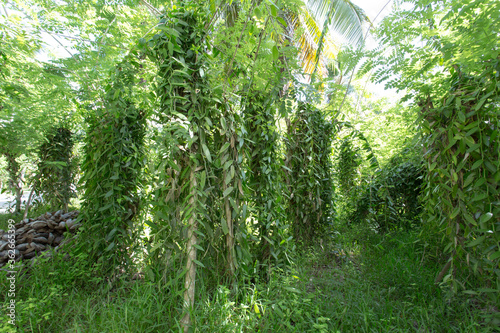 A vanilla plantation