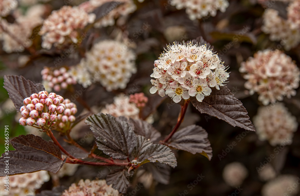 Physocarpus, commonly called ninebark spring blossom closeup view Physocarpus, commonly called ninebark spring blossom closeup view