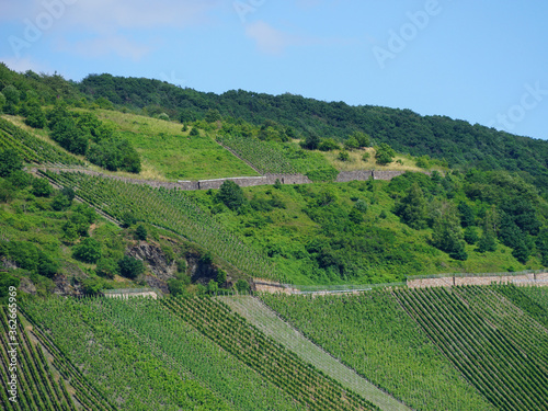 Ein Weitblick auf die Weinberge im Weinbaugebiet an der Mosel in Rheinland Pfalz - 
A far-reaching view of the vineyards in the wine-growing region on the Moselle in Rhineland Palatinate