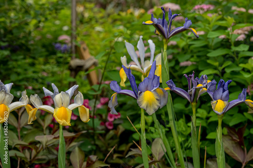 Iris × hollandica, commonly known as the Dutch iris, is a hybrid iris developed from species native to Portugal, Spain and North Africa.