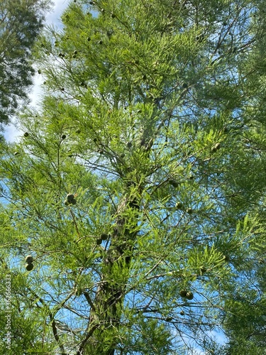 trees in the forest