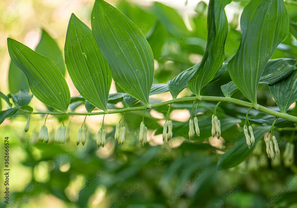Fototapeta premium Polygonatum also known as King Solomon's-seal or Solomon's seal spring blossom