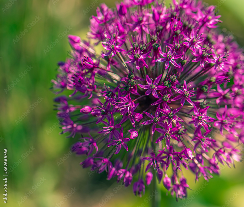 Flower of purple allium decorative bow close-up Flower of purple allium decorative bow close-up