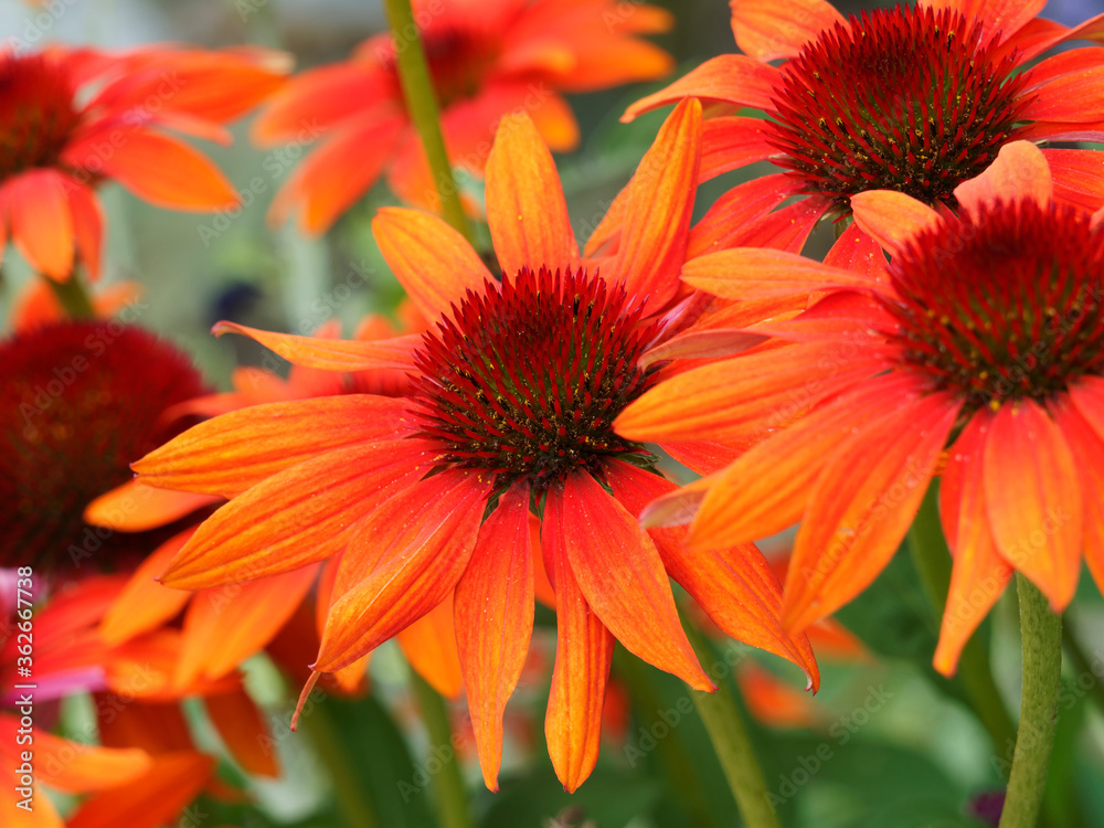 (Echinacea purpurea) Gros plan sur fleurs de rudbeckia aux pétales lumineux rouge feu retombant au coeur hérissé brun foncé (Echinacea purpurea) Gros plan sur fleurs de rudbeckia aux pétales lumineux rouge feu retombant au coeur hérissé brun foncé