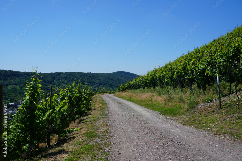Ein Weg der durch die Weinberge an der Mosel führt - 
A path that leads through the vineyards on the Moselle