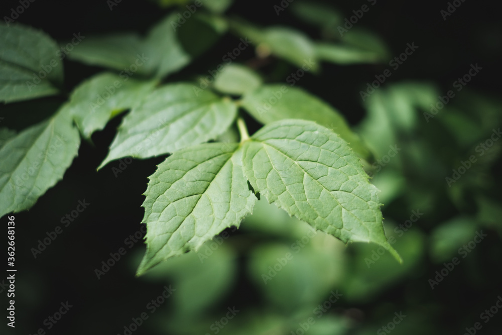 green leaves of a tree green leaves of a tree