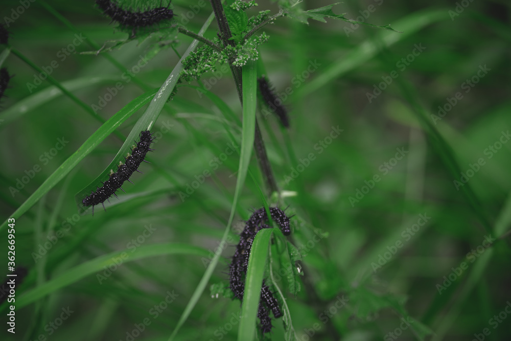 caterpillars on green leaves in the meadow