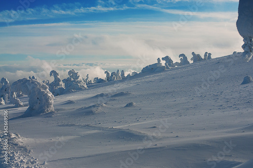 Beautiful winter mountain panorama landscape and frozen pine tress on the brocken. Perfect sunny weather and views. Brocken, Torfhaus, Braunlage, Harz Mountains, Harz National Park in Germany.