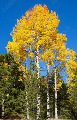 The brilliant yellows of aspen tree leaves in autumn are set off perfectly against the sapphire sky.