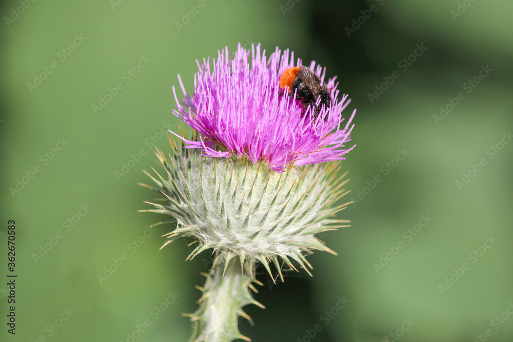 Bumblebee on cotton thistle also Scotch or Scottish thistle flower (in german Gewöhnliche Eselsdistel also Gemeine Eselsdistel) Onopordum acanthium