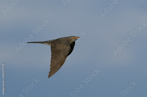 Common cuckoo (Cuculus canorus) in flight