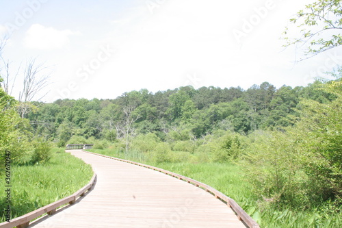 wooden path in the park