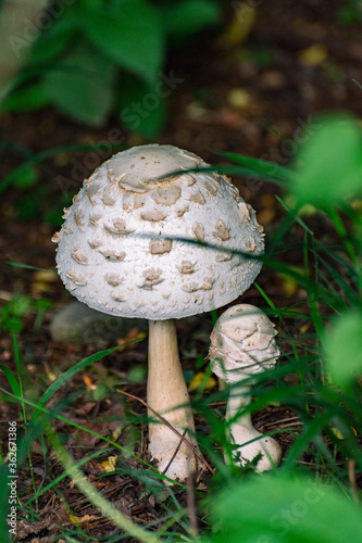 Parasol mushroom