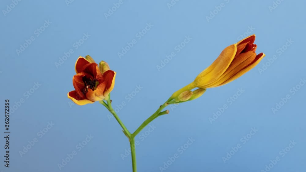 Macro time lapse opening and wilting wild Orange Lily (Fire Lily or Tiger Lily) flower, isolated on blue background Macro time lapse opening and wilting wild Orange Lily (Fire Lily or Tiger Lily) flower, isolated on blue background