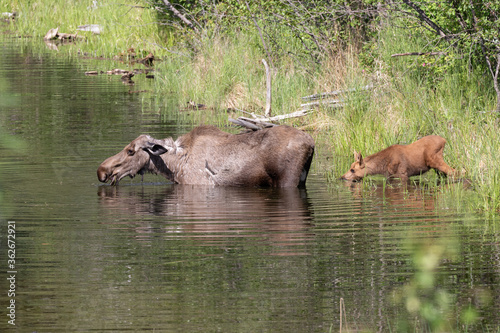Cow Moose with her New Calf