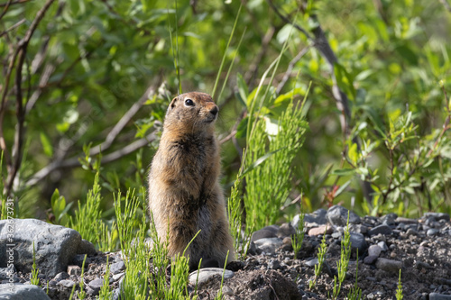 Canvas Print The Arctic ground squirrel is a species of ground squirrel native to the Arctic and Subarctic of North America and Asia