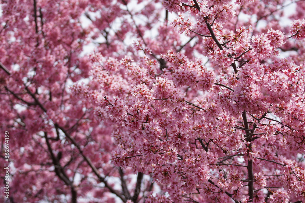 長徳寺のオカメ桜 長徳寺のオカメ桜