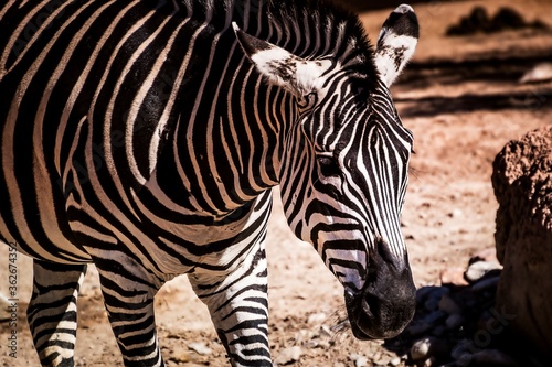 zebra eating grass