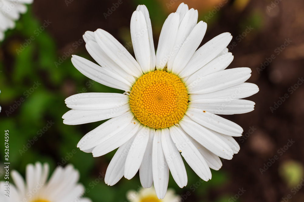Fototapeta premium Single chamomile flower in a meadow, top view