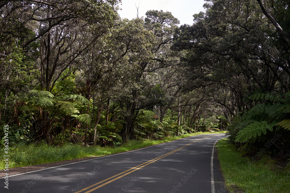 Road in a tropical rainforest in Hawaii Volcanoes National Park in the morning. Tropical tree tunnel. Road in a tropical rainforest in Hawaii Volcanoes National Park in the morning. Tropical tree tunnel.