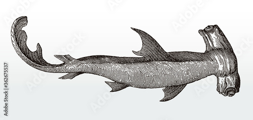 Threatened smooth hammerhead shark, sphyrna zygaena, distributed worldwide in temperate and tropical seas in underside view, after an antique illustration from the 19th century