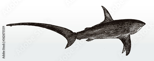 Common thresher, alopias vulpinus, a threatened shark, distributed worldwide in tropical seas in side view after an antique illustration from the 19th century