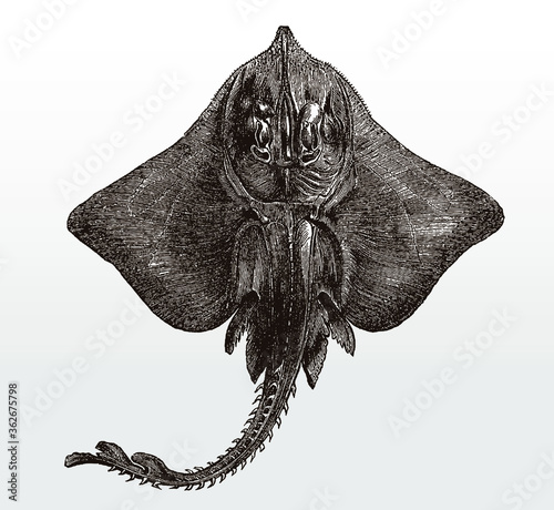 Endangered bottlenose or white skate, rostroraja alba, from the eastern Atlantic Ocean in underside view
