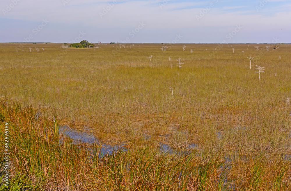 Grassy Wetland in the Everglades