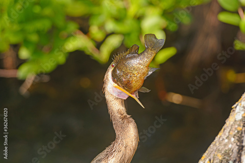 Anhinga Swallowing a Very Large Fish