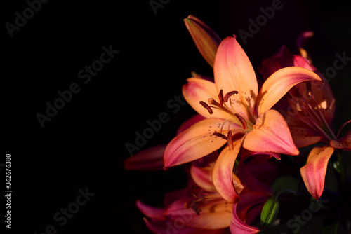 Close-up of a blooming orange lily against a dark background in the horizontal format