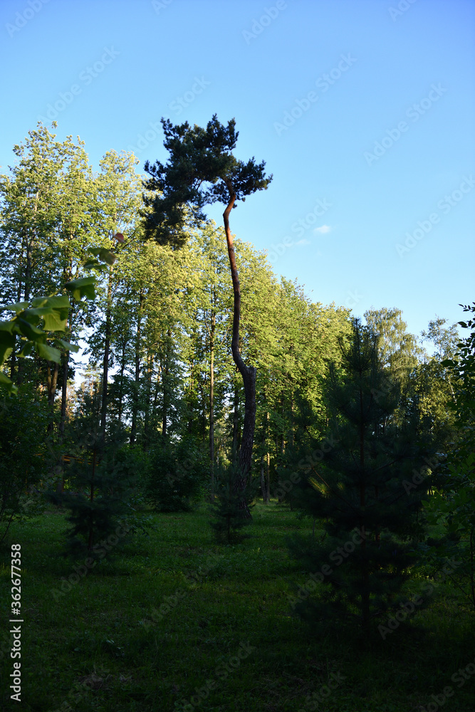 Obraz premium trees and sky