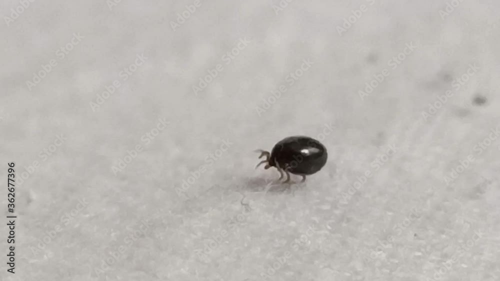 crawling tick crawling tick