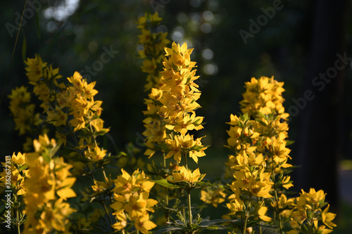 yellow flowers of the sun