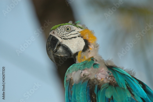 Arara ferida oriunda do tráfico de animais silvestres  photo