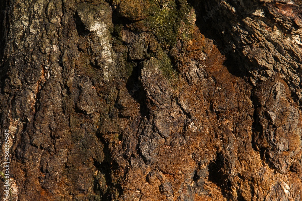 Tree bark overgrown with green moss texture full frame in nature Tree bark overgrown with green moss texture full frame in nature