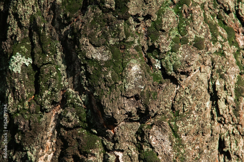 Tree bark overgrown with green moss texture full frame in nature Tree bark overgrown with green moss texture full frame in nature