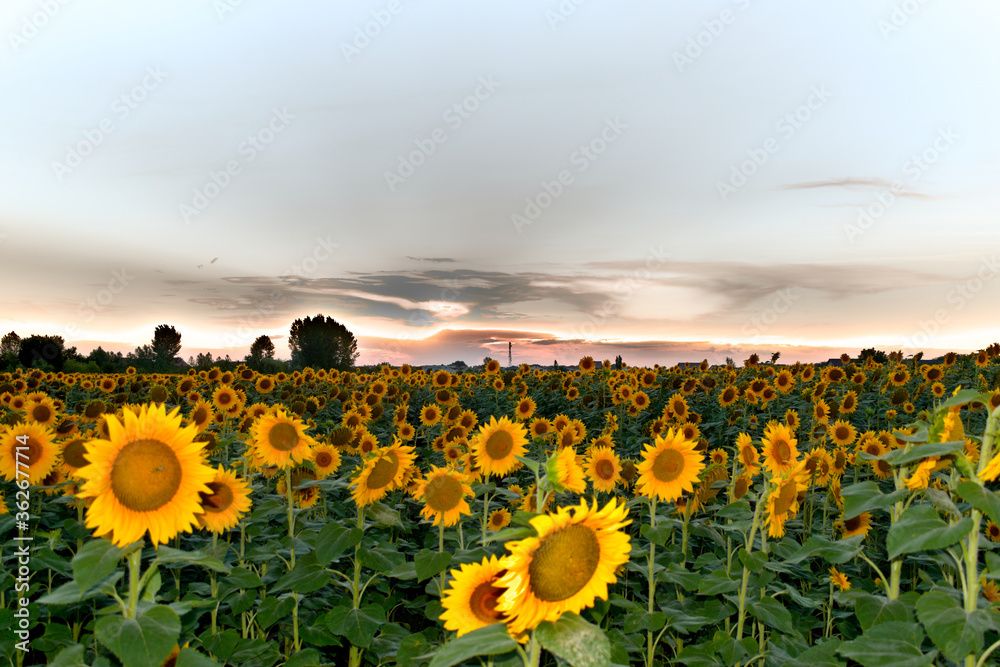 Obraz premium sunflower field at sunset