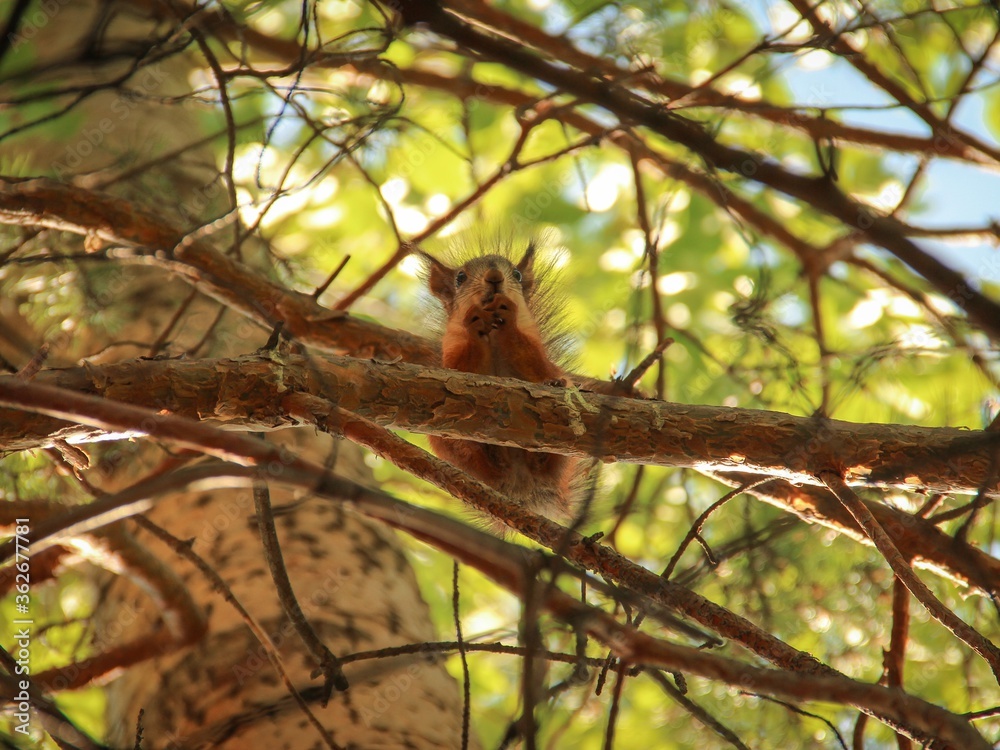 Rodent. A beautiful red squirrel sits on a pine tree in the park and eats nuts and crackers. Rodent. A beautiful red squirrel sits on a pine tree in the park and eats nuts and crackers.