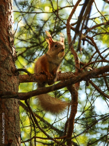 Rodent. A beautiful red squirrel sits on a pine tree in the park and eats nuts and crackers.