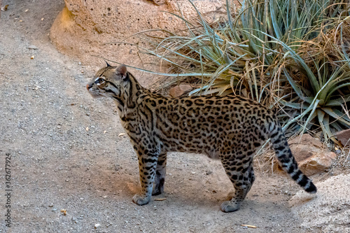 Ocelot Prowling in the Southern Arizona Desert