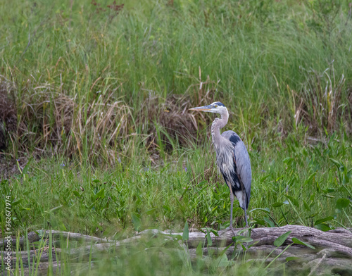 A Great Blue Heron  Ardea herodias  in a grassy marsh