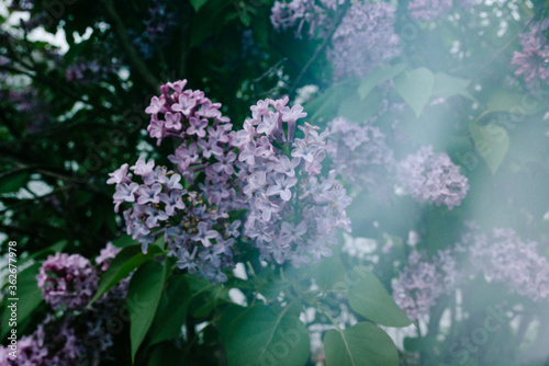 Lilacs on bush with light leak photo