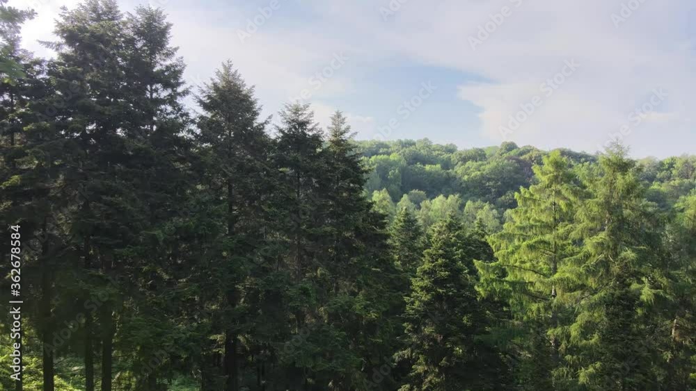 Forest flight. View of pine trees with sunset or sunrise flares, drone back flight through green branches and trees. Top of the forest landscape Forest flight. View of pine trees with sunset or sunrise flares, drone back flight through green branches and trees. Top of the forest landscape