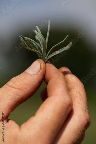 Sprig of Lavender held in a male gardeners hand,