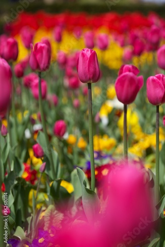 Focus on a pink tulip in a bed of other coloured flowers