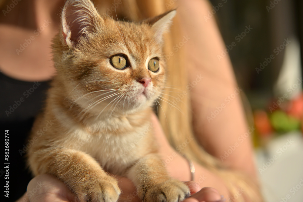 Little cute Scottish domestic kitten in girls hand. Cat and child at home. Kitten. Cute red kitten