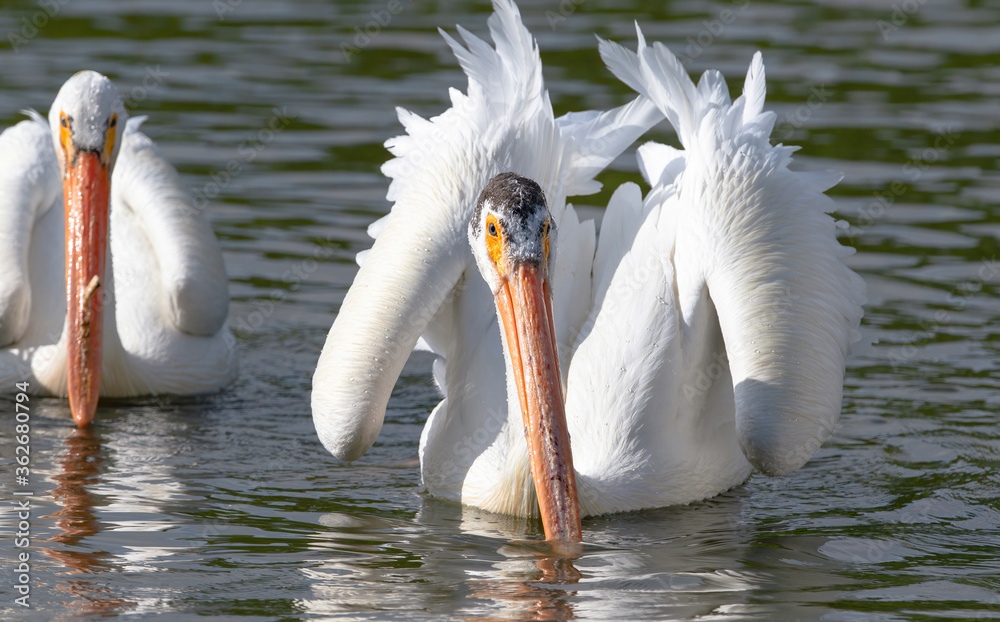 An American White Pelican swims very close by and shows off some strikingly beautiful wing feathers. An American White Pelican swims very close by and shows off some strikingly beautiful wing feathers.
