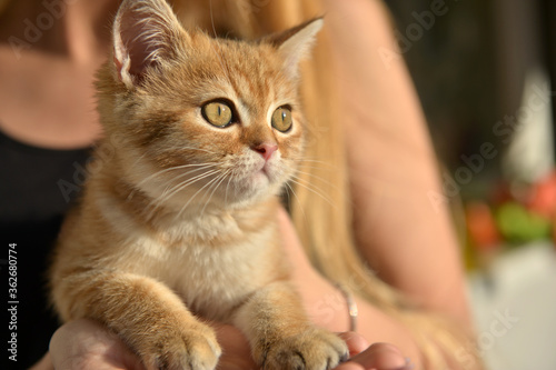 Little cute Scottish domestic kitten in girls hand. Cat and child at home. Kitten. Cute red kitten